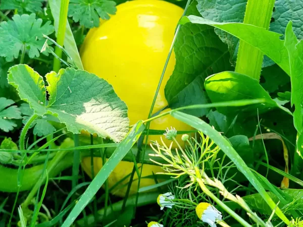 Eten uit de moestuin