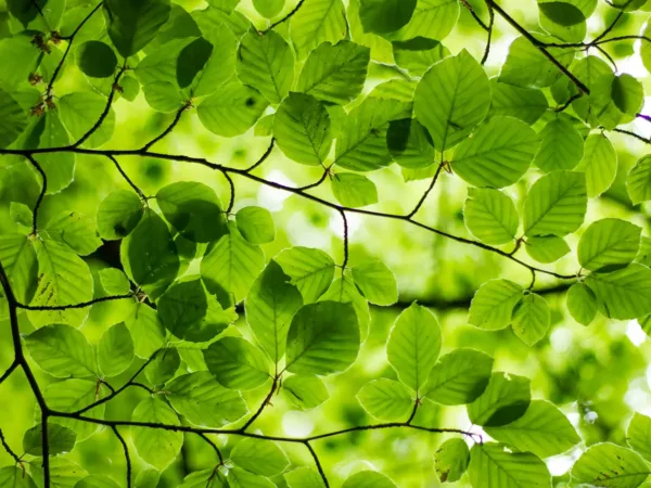 Trees for All – Green Friday