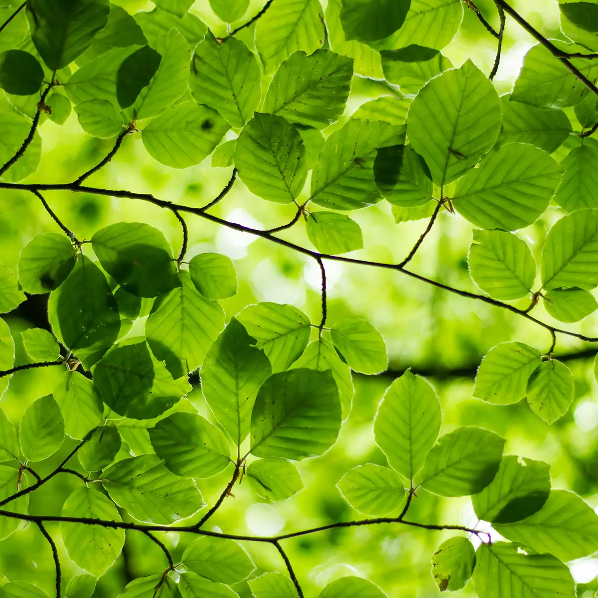 Green Friday Trees for All