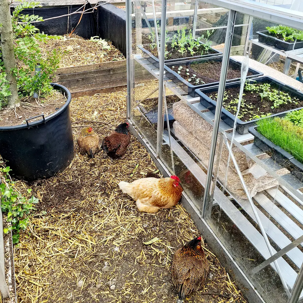 De Dakkas in Haarlem