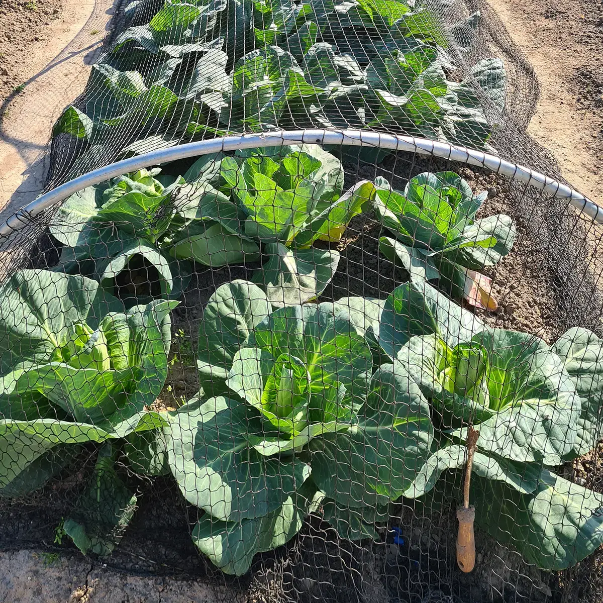 Villa Augustus moestuin