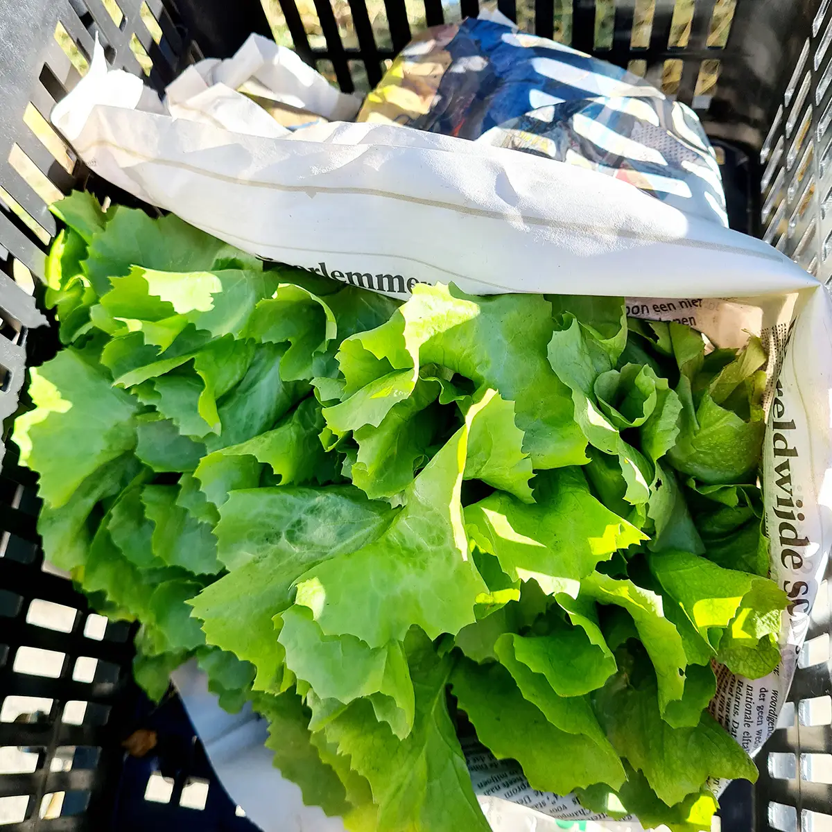 Andijvie uit de moestuin