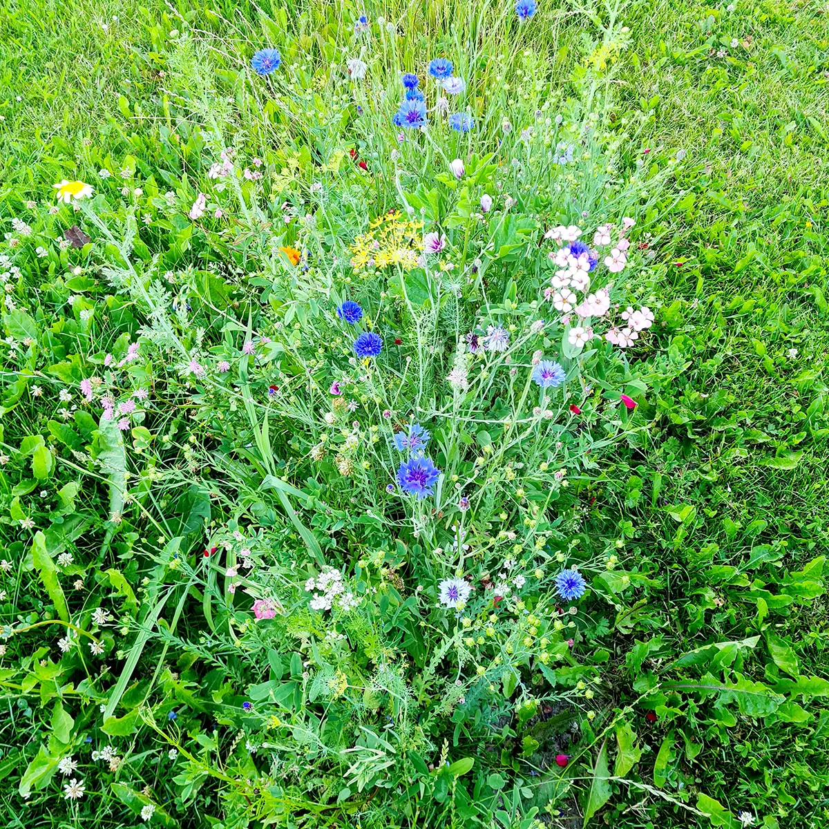 Bloemen plukken uit de pluktuin