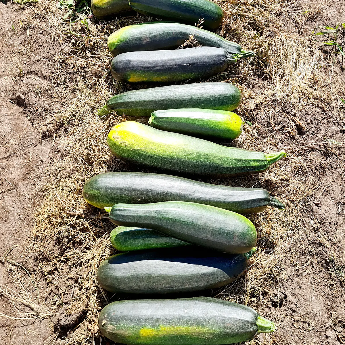 Courgette uit de moestuin