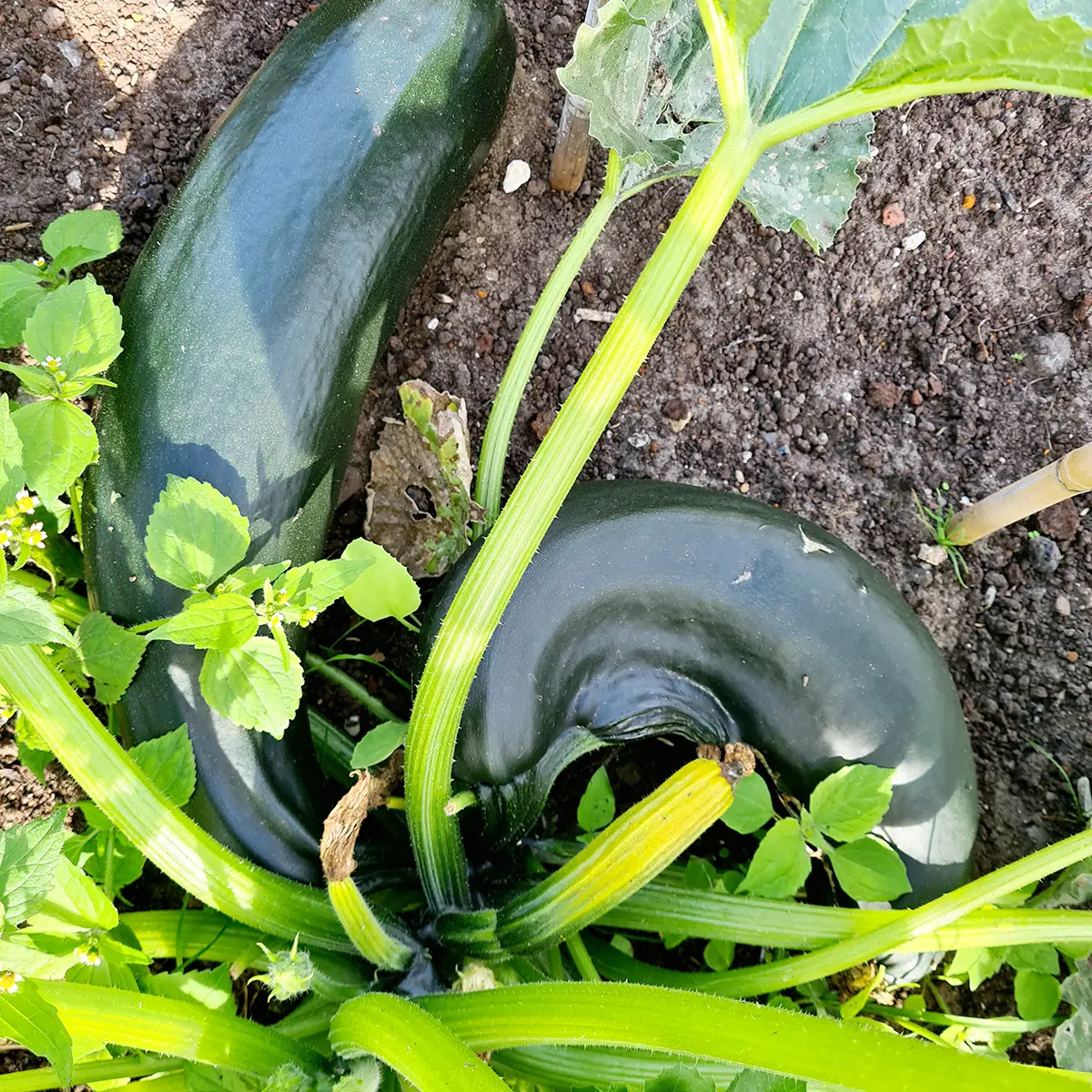 Courgette uit de tuin