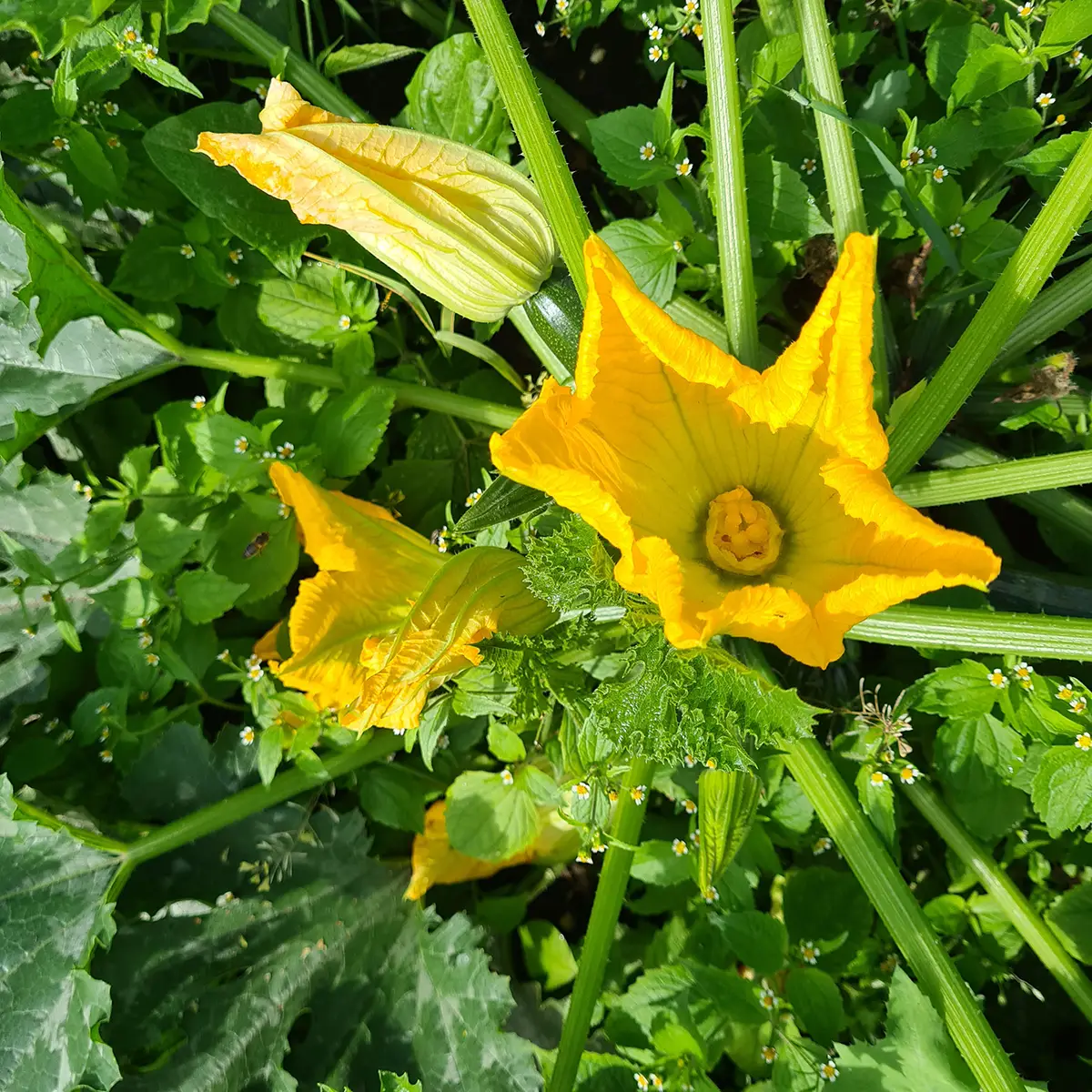 Courgettebloemen moestuin