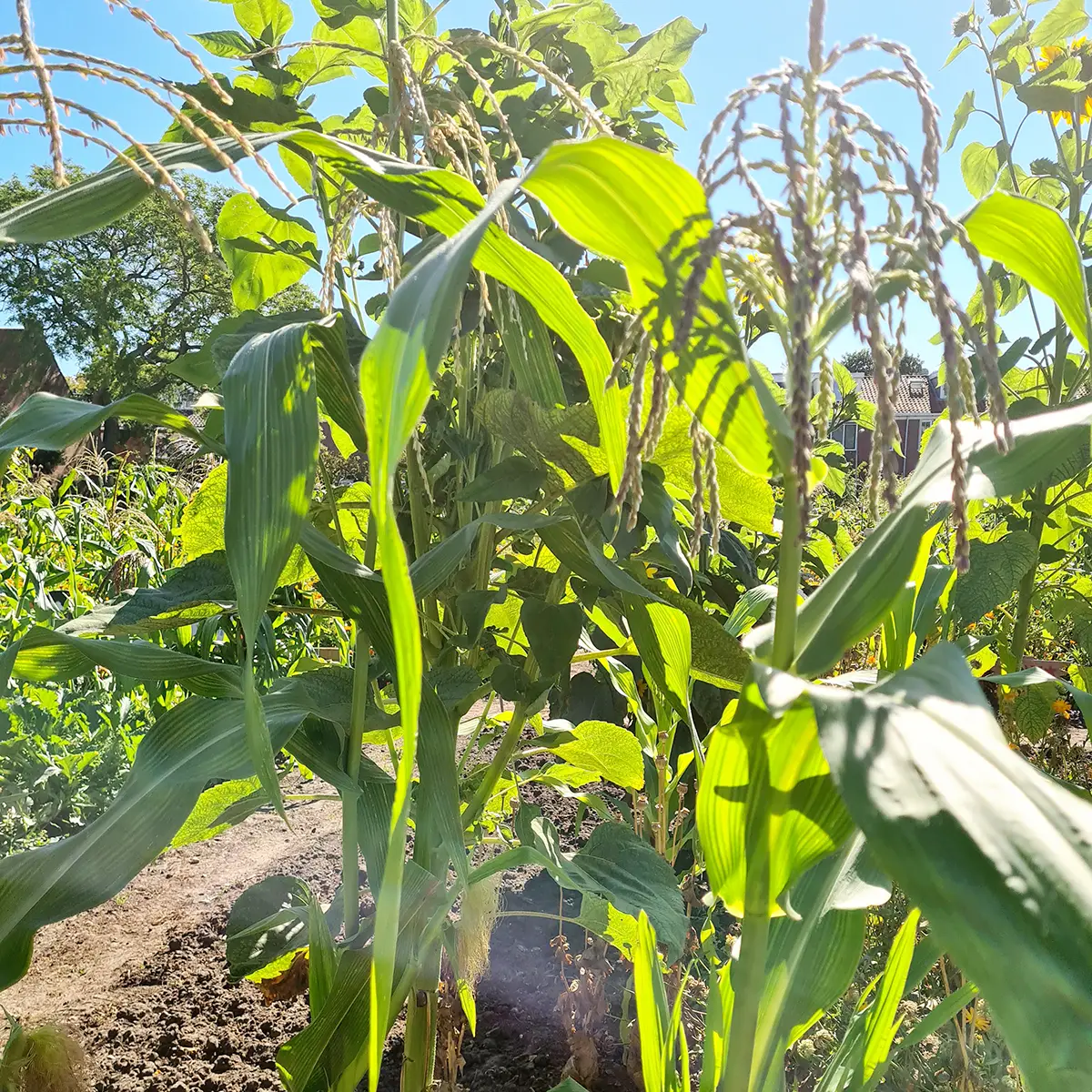 Mais uit de moestuin eten