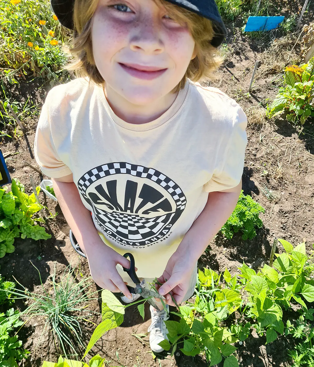 Sperziebonen plukken in de moestuin