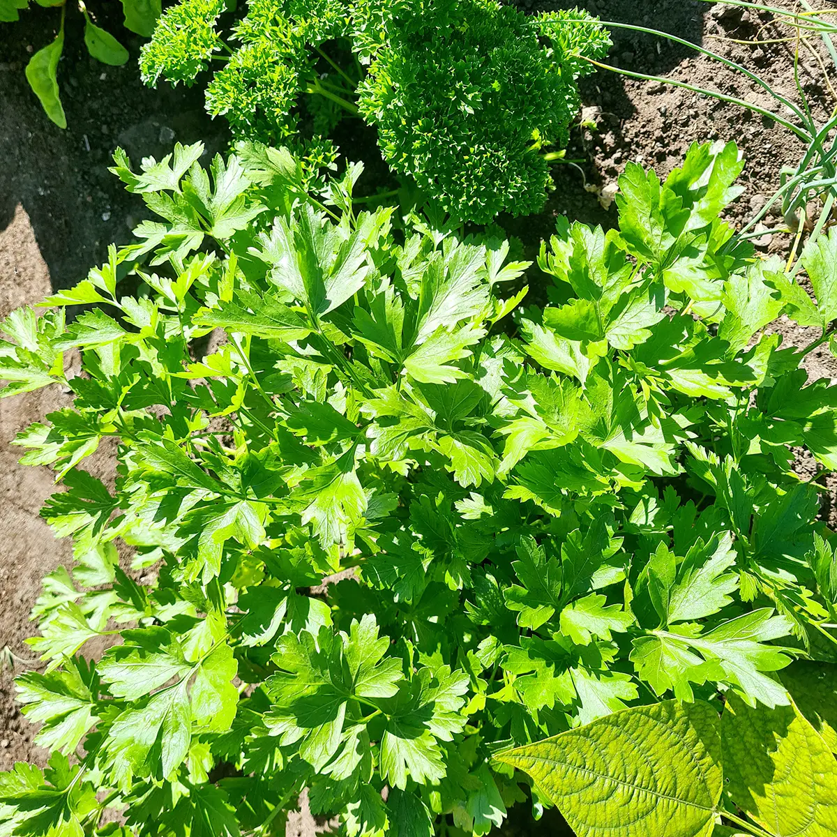 Verse kruiden uit de moestuin
